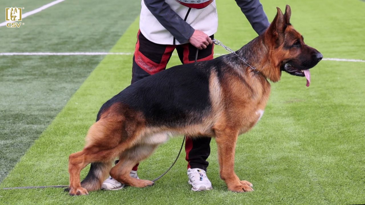 2024年csv德国牧羊犬江苏地方展成年公犬组v9犬只讲评
