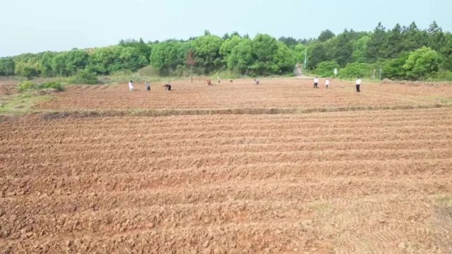 祁阳大村甸镇: 让抛荒撂荒地变成“金土地”