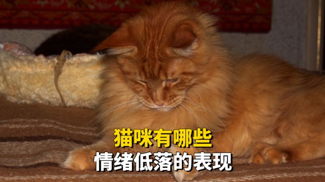 猫咪,情绪低落会有哪些表现