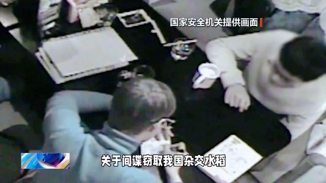 间谍窃取我国杂交水稻亲本种子被判刑,其余 17 名涉案对象被行政处罚,哪些信息值得关注?