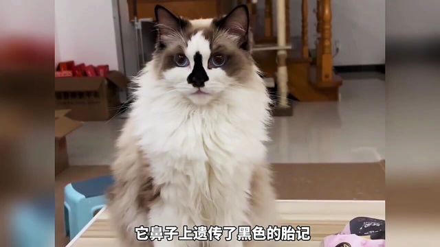 花色很特别的猫咪猫咪的迷惑行为