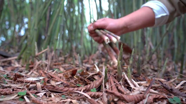 沉浸式掰野竹笋了,这种笋子吃的就是一个嫩