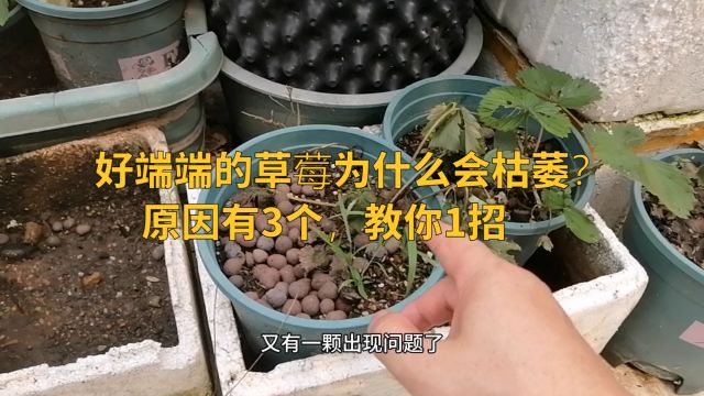 好端端的草莓为什么会枯萎?原因 有3个,教你1招