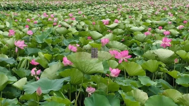 唐诗朗诵《饯远》唐 沈佺期 书法《太妃侯造像题记》