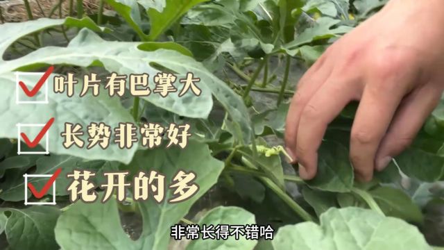 微生物菌剂西瓜前期因为天气不好,瓜秧和开花总体长势不乐观,用夫沃施采法特根沃多+微生物菌剂,瓜秧拉长了,花芽分化好了,土壤酸碱度失衡也没...