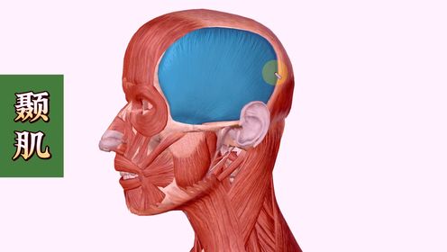 颞肌的作用图片