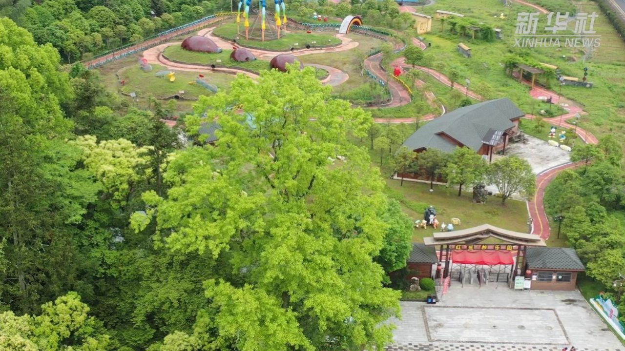 江西武宁:做强林下经济实现"绿富"双赢