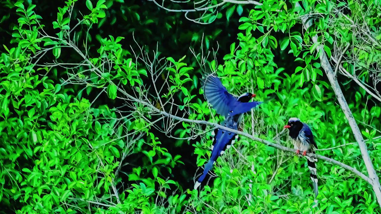 红嘴蓝鹊一直向前飞