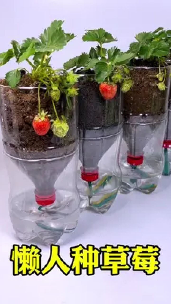 快点收集你家的饮料瓶做个懒人花盆种上你喜欢的草莓吧 