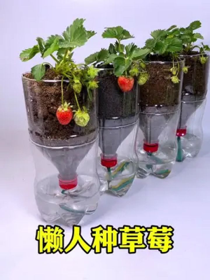 快点收集你家的饮料瓶做个懒人花盆种上你喜欢的草莓吧 #变废为宝