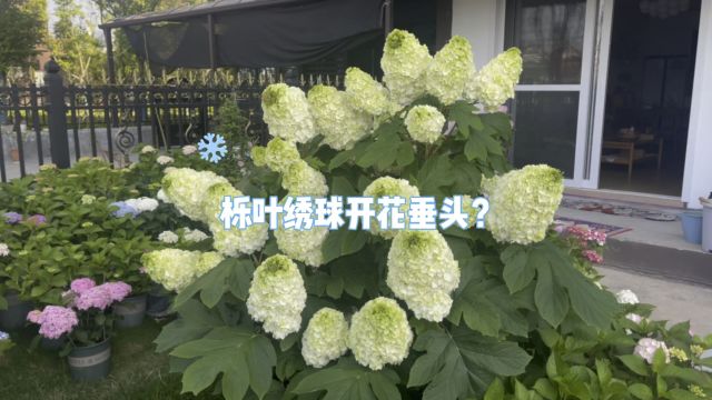 栎叶绣球开花总是垂头?