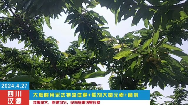 水溶肥四川大樱桃用夫沃施采法特流体肥+粉剂大量元素+菌剂,挂果量大,膨果均匀,没有缩果落果现象.