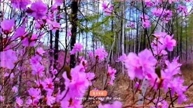 黑龙江民族职业学院与塔河县人民政府举行“石榴红”乡村振兴学院签约仪式