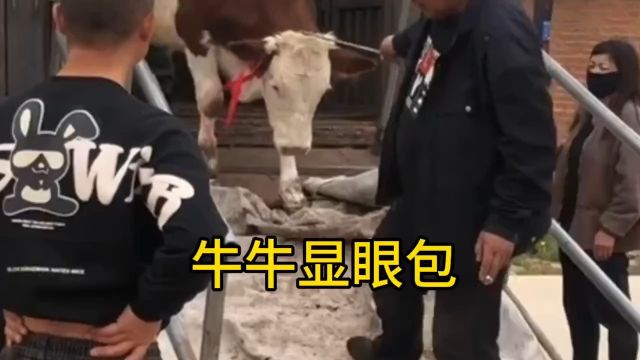 动物界牛牛显眼包!