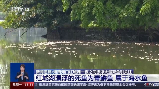 海口红城湖现大量死鱼 原因公布→