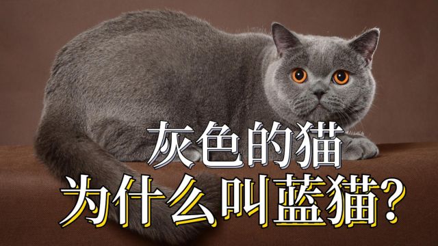 蓝猫明明是灰的,为什么叫蓝猫?