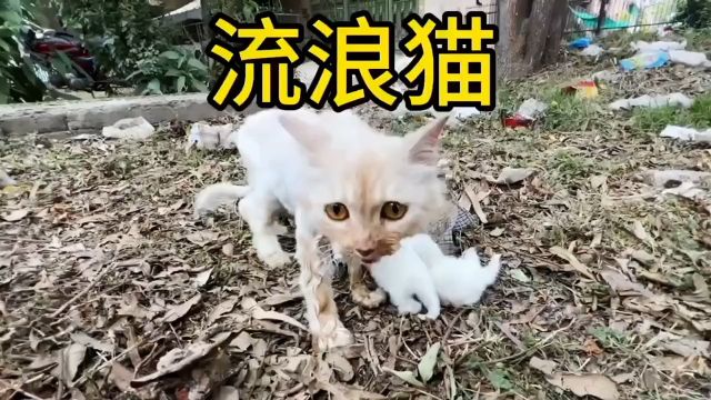 瘦弱的流浪猫