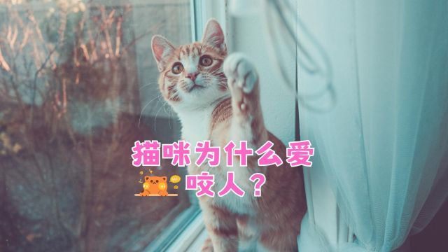 猫咪会“咬”人,原因在这里!