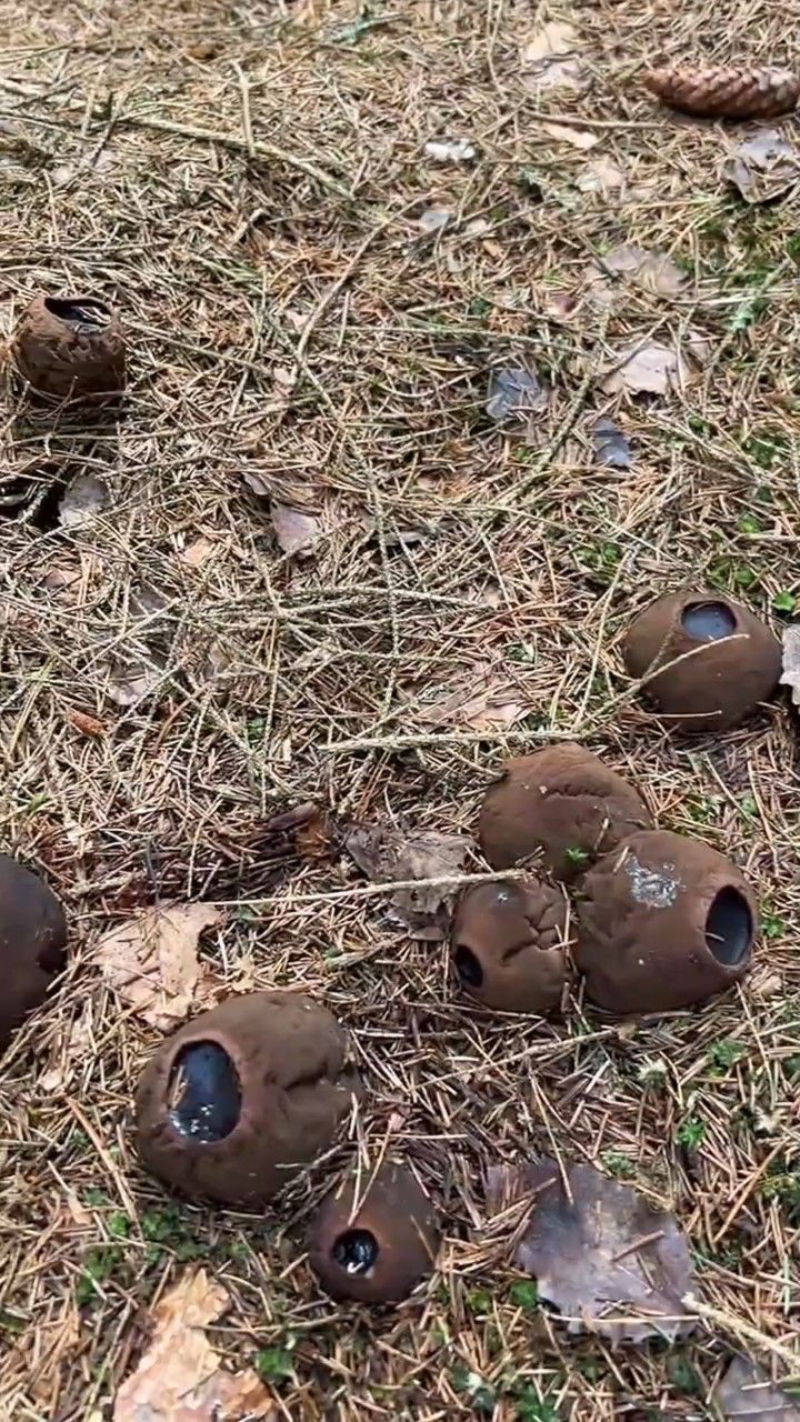 不可思议的果冻菇,你有见过吗?