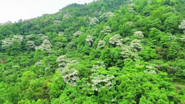 打卡去!灵溪、藻溪、赤溪“飘雪”~