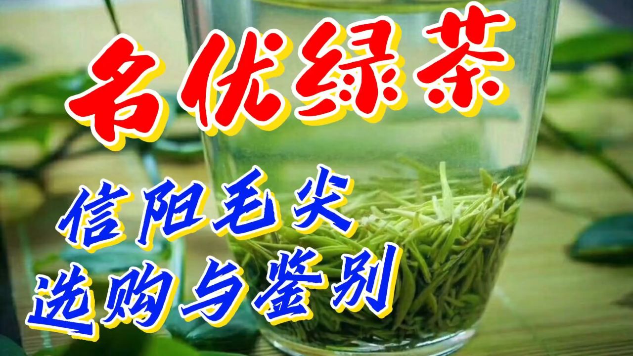 名优绿茶:信阳毛尖的选购与鉴别方法