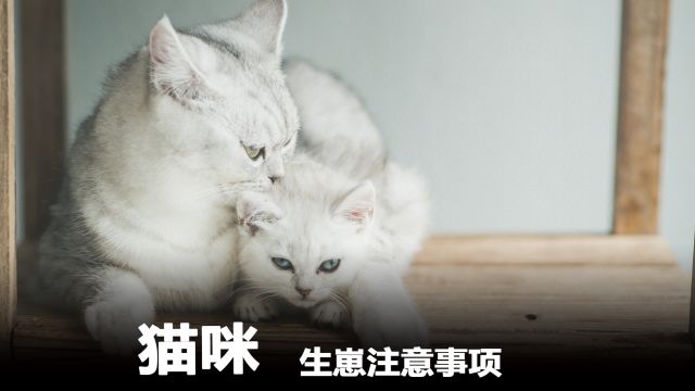 猫咪生崽注意事项,你一定要看