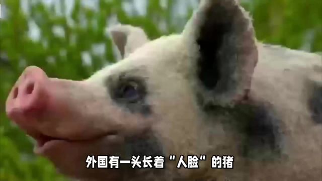 外国有一头长着“人脸”的猪,知道真相以后,网友不淡定了