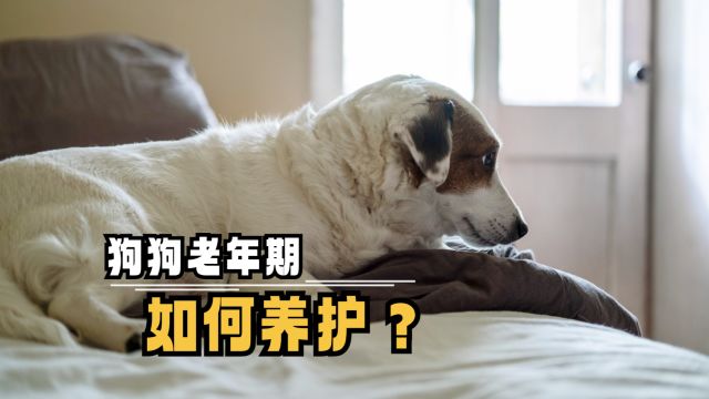 狗狗老年期如何养护?快进来看看