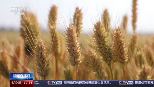 中国小麦的“C位” 麦收前在准备什么？