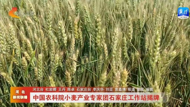 中国农科院小麦产业专家团石家庄工作站揭牌