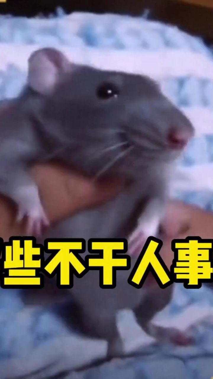 盘点那些不干人事的老六,和人沾边的事都不干,太损了!