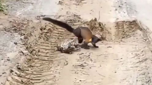 宠物解说:偶遇两只牢底坐穿兽,看他们打的有来有往,最终哪只赢了?