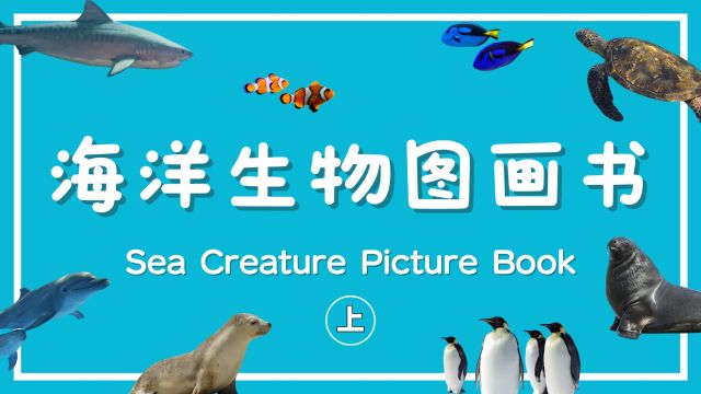 海洋生物图画书(上)|15种常见海洋生物