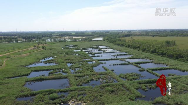 千城百县看中国丨河北廊坊:龙河湿地风景美如画