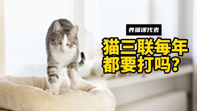 猫三联疫苗,需要每年都打吗?