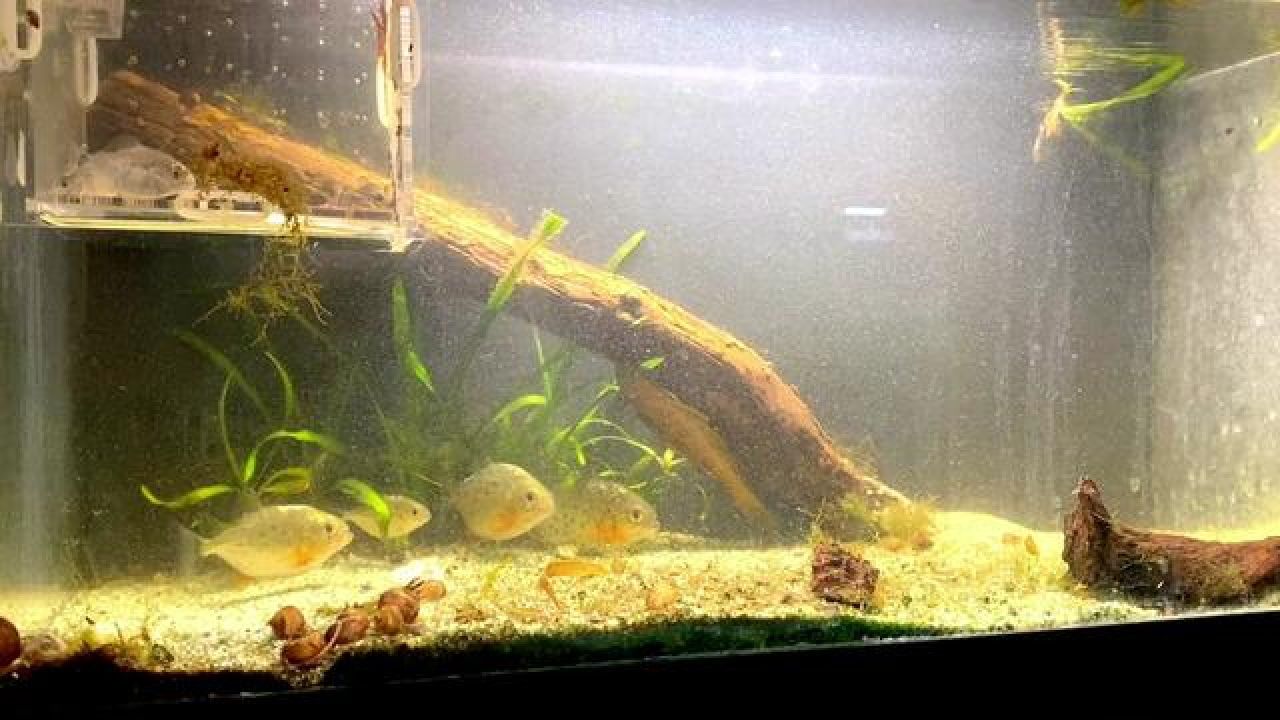 红腹食人鱼群殴泰国斗鱼 当丑陋的食人鱼遇到帅气的泰国斗鱼,嫉妒心让