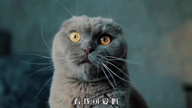 为什么折耳猫不能养?如果你喜欢小动物,请让它们绝种吧!折耳猫科普抖音读书日全抖音都在读什么书猫知识猫咪