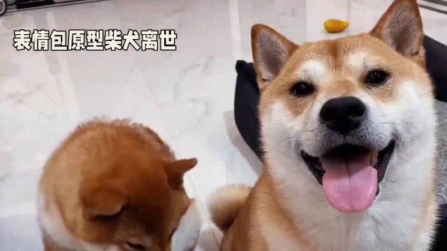 缅怀“Doge”表情包原型——柴犬Kabosu的离世