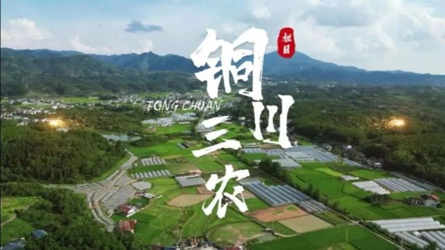 《铜川三农》第24期 铜川市召开2024年小麦核心品种展示评价观摩活动