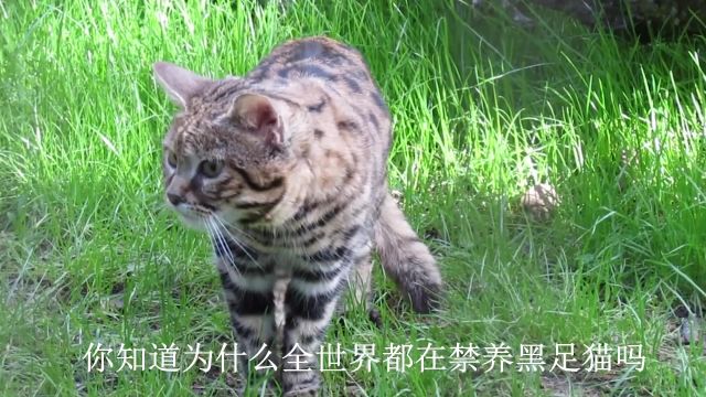 为什么黑足猫被全世界禁养?颜值再高也不行,看完后你敢养吗?