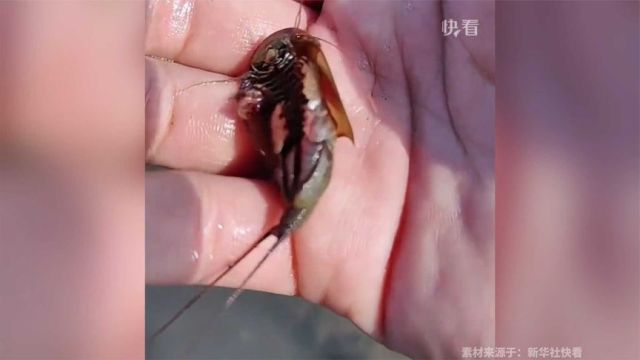 贵州田间发现“三眼恐龙虾”,是2.5亿年前恐龙时期的生物