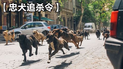 狗王为了报复人类，竟然带领500条流浪狗席卷城市(1)！