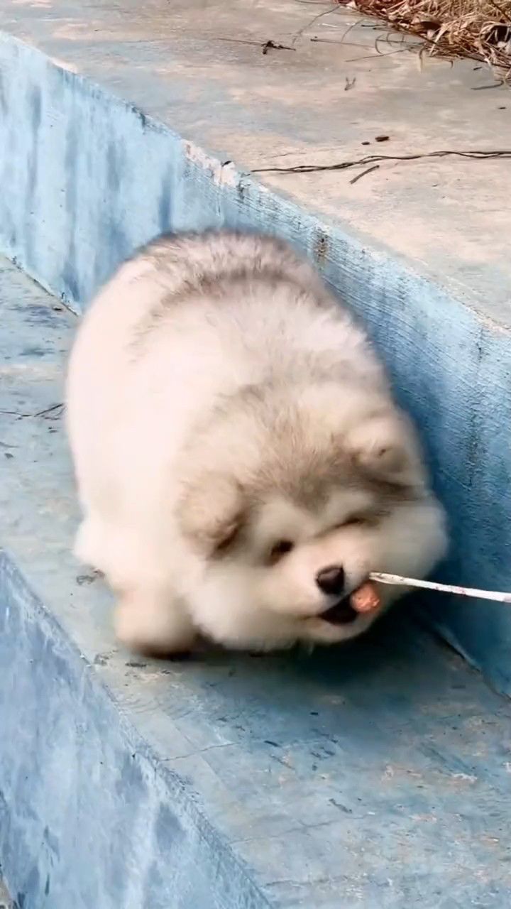 呆萌可爱的阿拉斯加谁会喜欢么