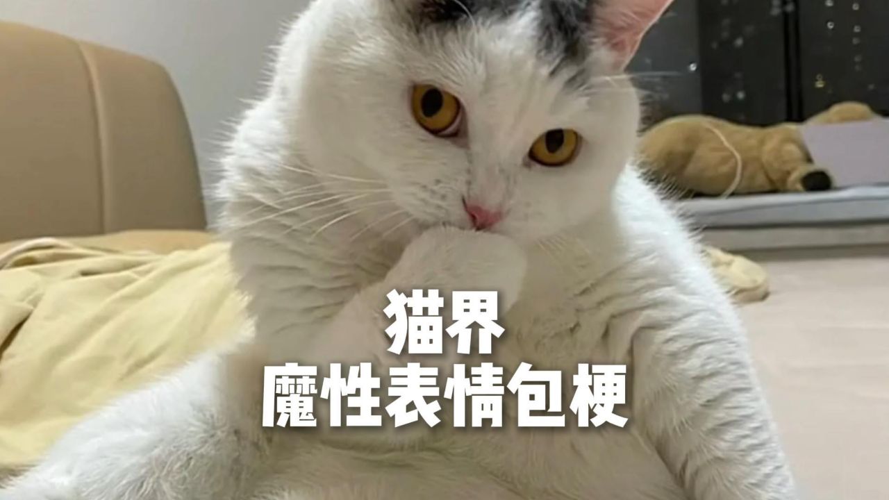 猫界魔性表情包