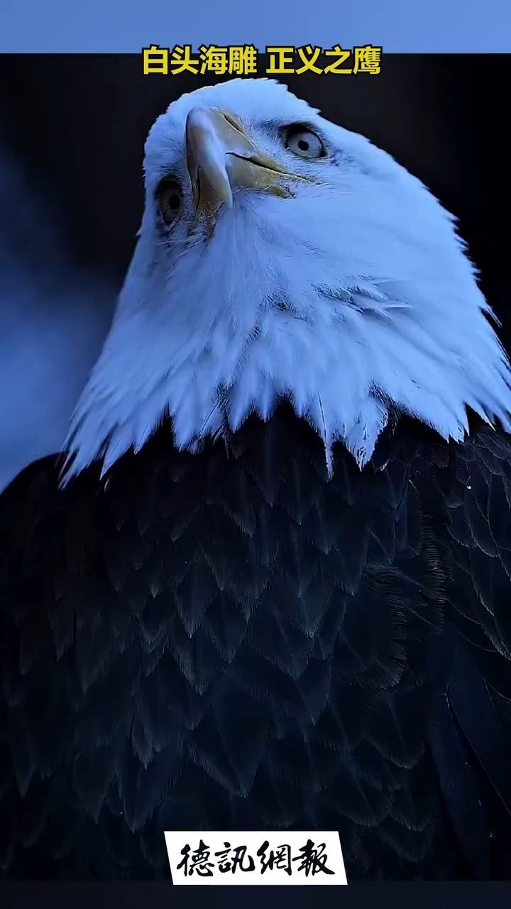 白头海雕!正义之鹰!