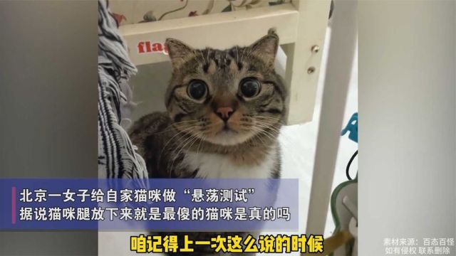 女子给猫咪做“悬荡测试”,猫咪任人摆布无动于衷:猫条的由来吗