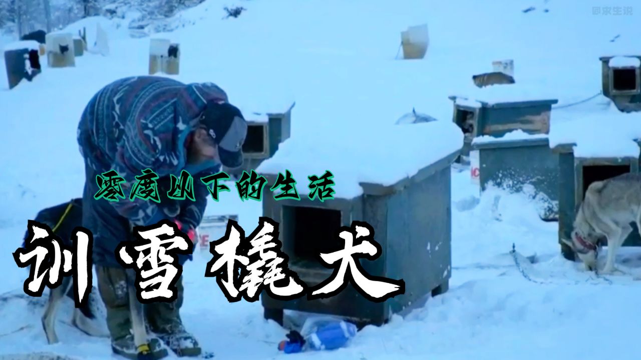 零度以下的生活:猎人杰西受伤打石膏外出训练雪橇犬参加比赛