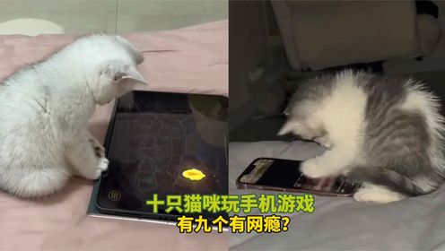 宠物解说:十只猫咪玩手机游戏,有九个有网瘾?