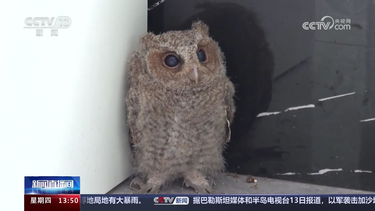 江西崇义 猫头鹰幼鸟误闯村民家 双眼炯炯有神
