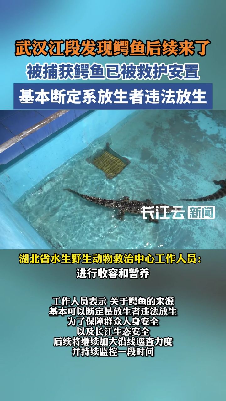 武汉江边的鳄鱼被抓去哪了?官方回应